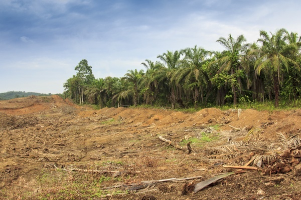 Landrechten campagne - ontbossing 