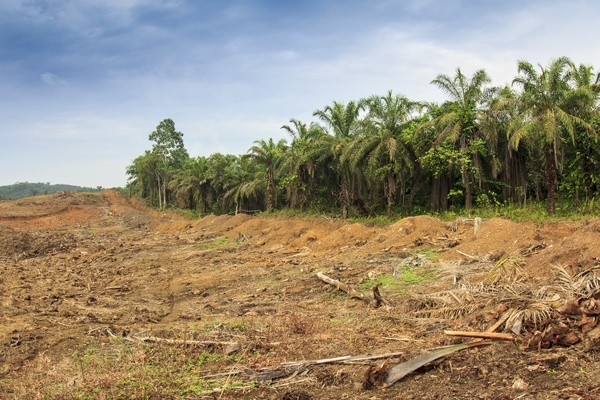 Landrechten campagne - ontbossing 