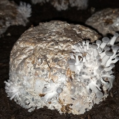 champignons kweken - DR Congo