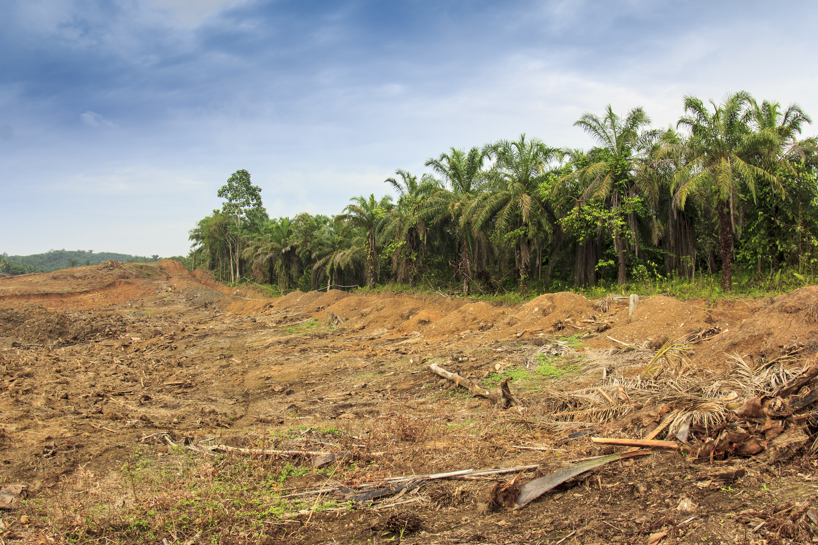 ontbossing voor palmolie
