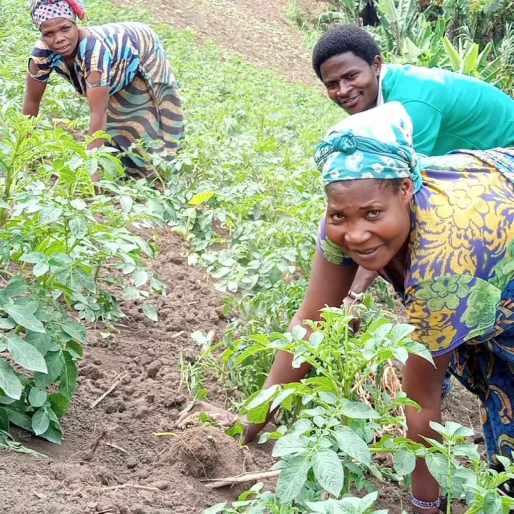 Wieden onkruid in DR Congo