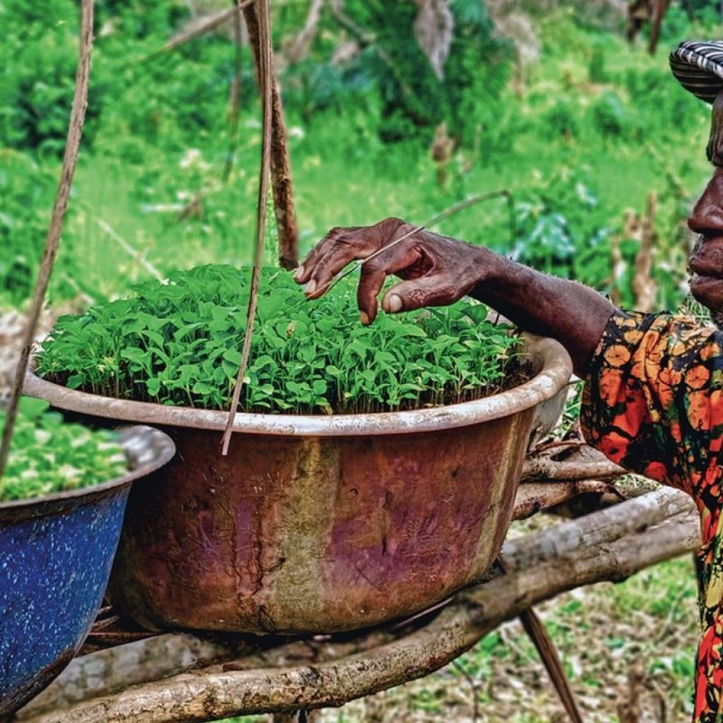 Boer in Sierra Leone