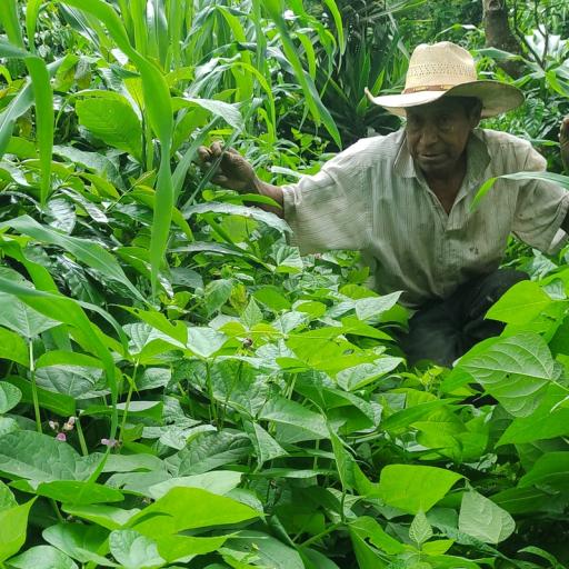 Boer werkt met Milpa methode