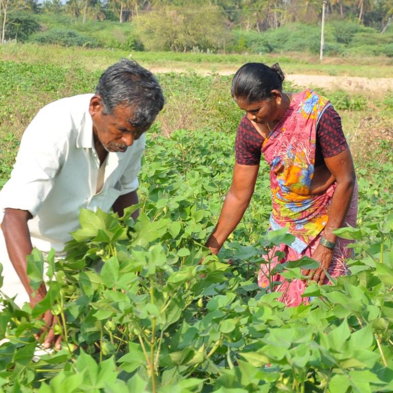 Duurzame landbouw in India