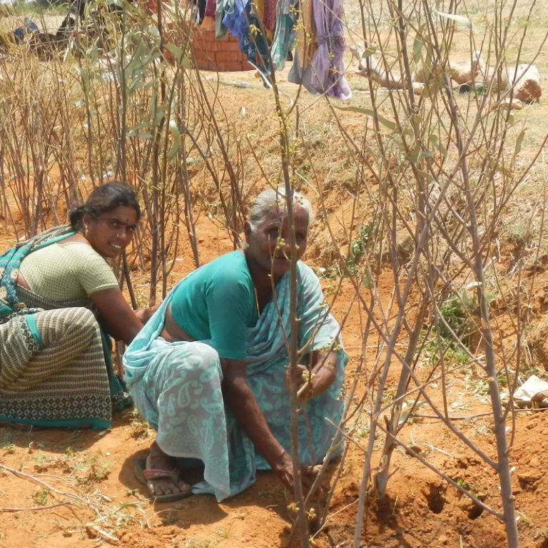 Bio-landbouw in India