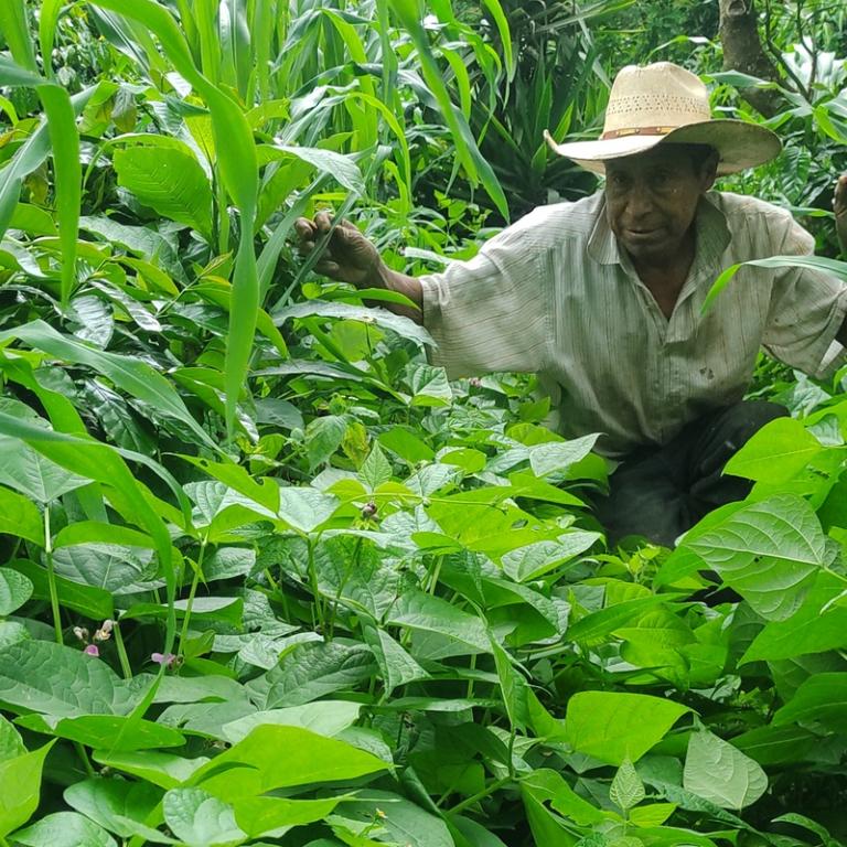 Boer werkt met Milpa methode