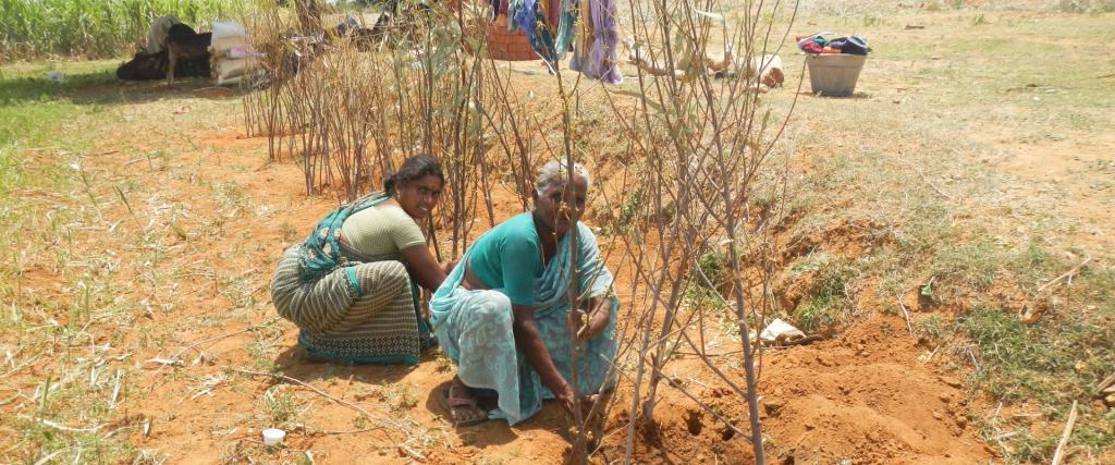 Bio-landbouw in India