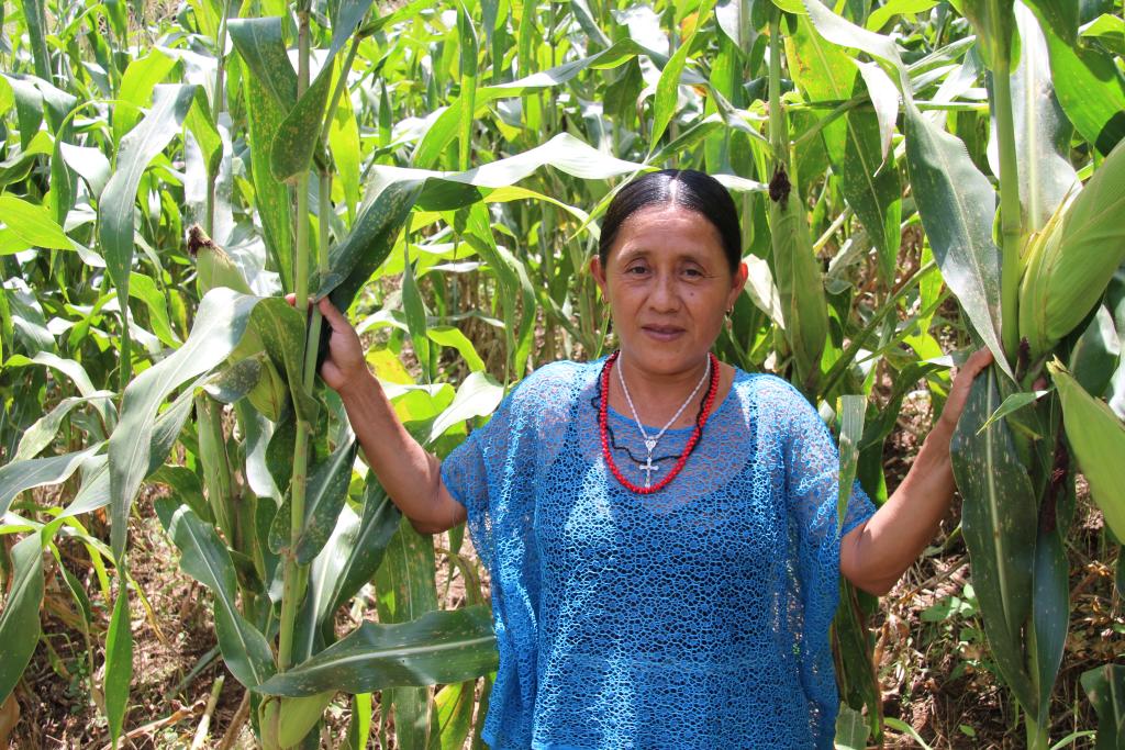 Vrouw in maisveldproject