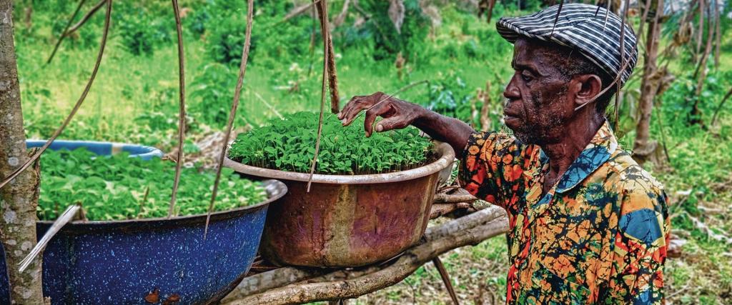 Boer in Sierra Leone