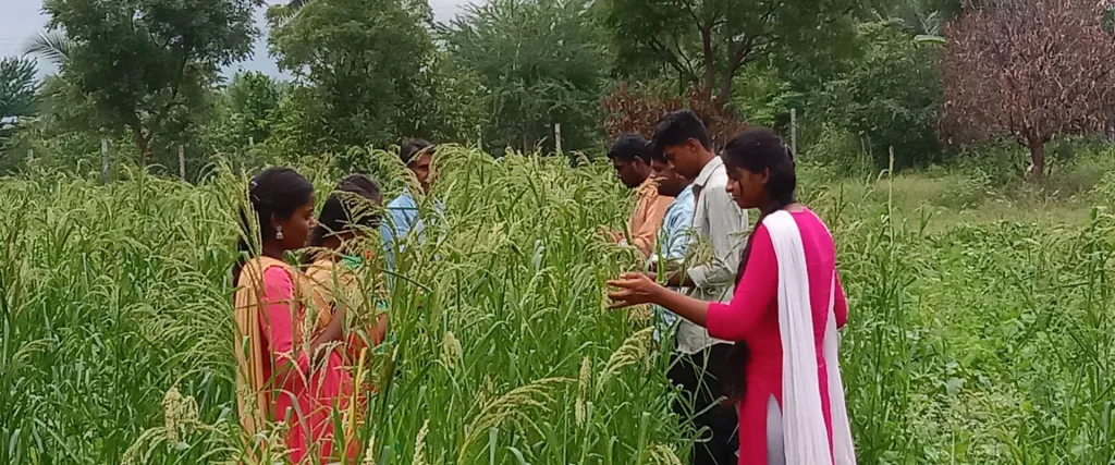Training verbouwen gierst India