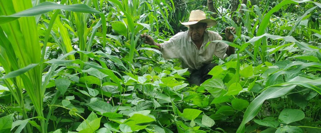 Boer werkt met Milpa methode